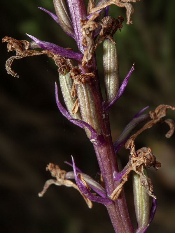 Orchis mascula mascula.29