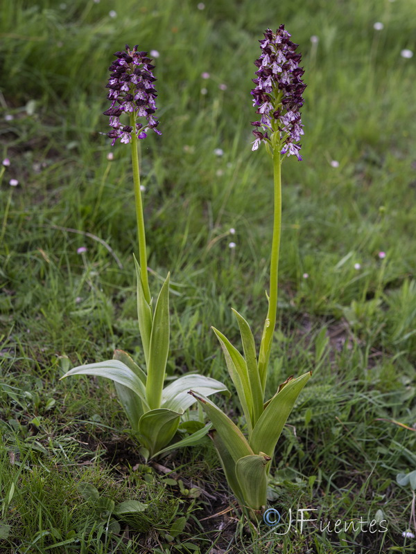 Orchis purpurea purpurea.01
