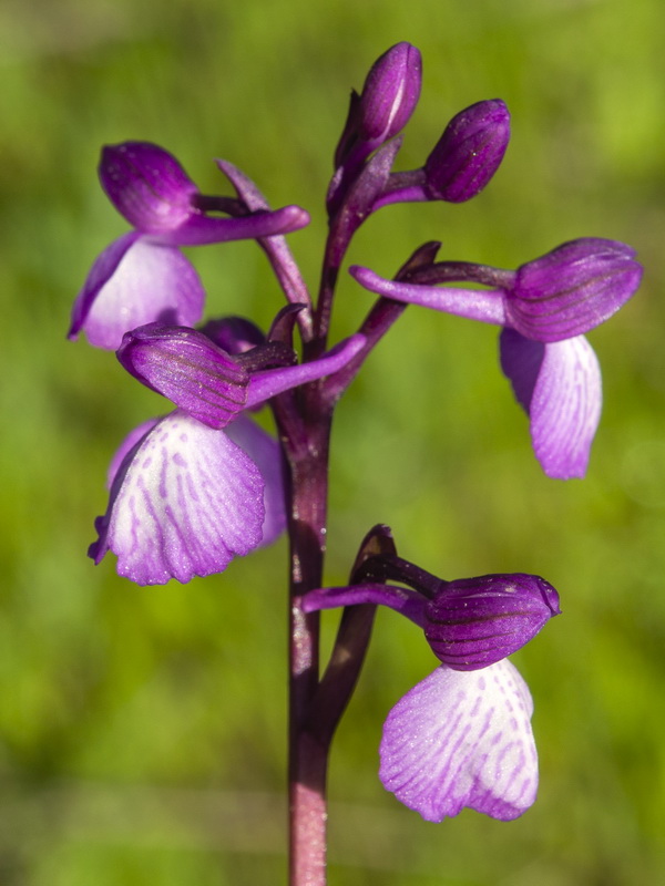 Orchis x gennarii.15