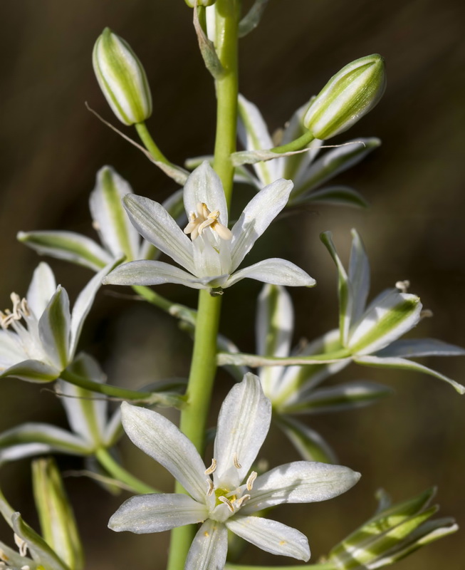 Ornithogalum narbonense.07