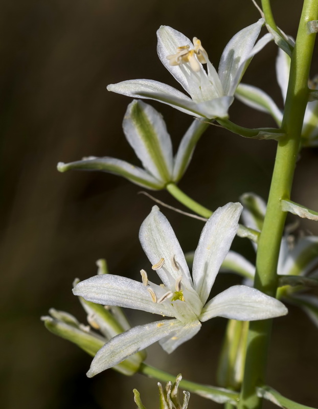 Ornithogalum narbonense.08