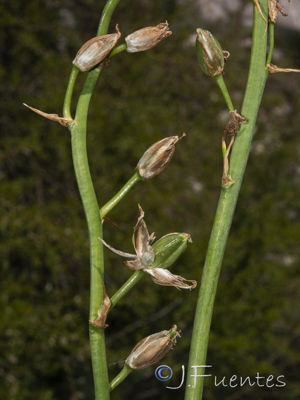 Ornithogalum reverchonii .09