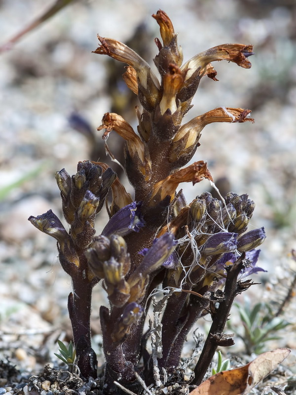 Orobanche olbiensis.15