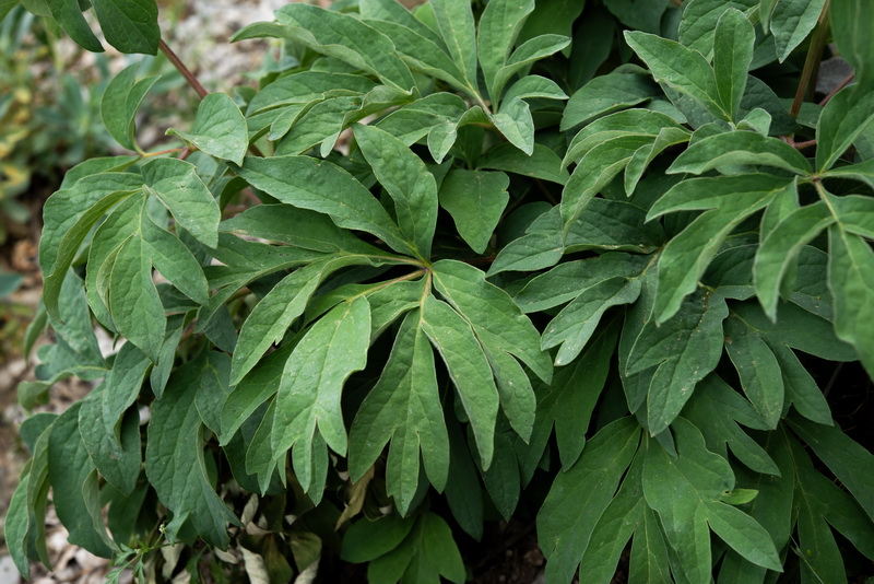 Paeonia officinalis microcarpa.04