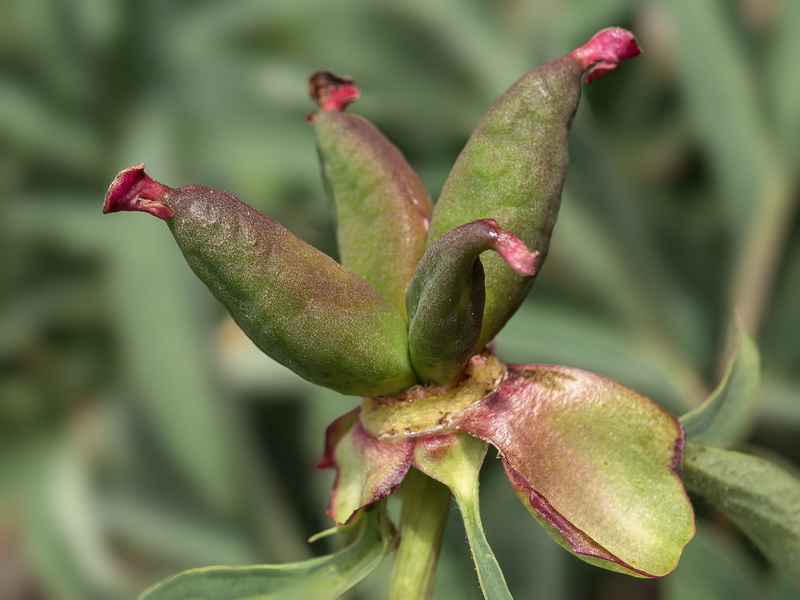 Paeonia officinalis microcarpa.15