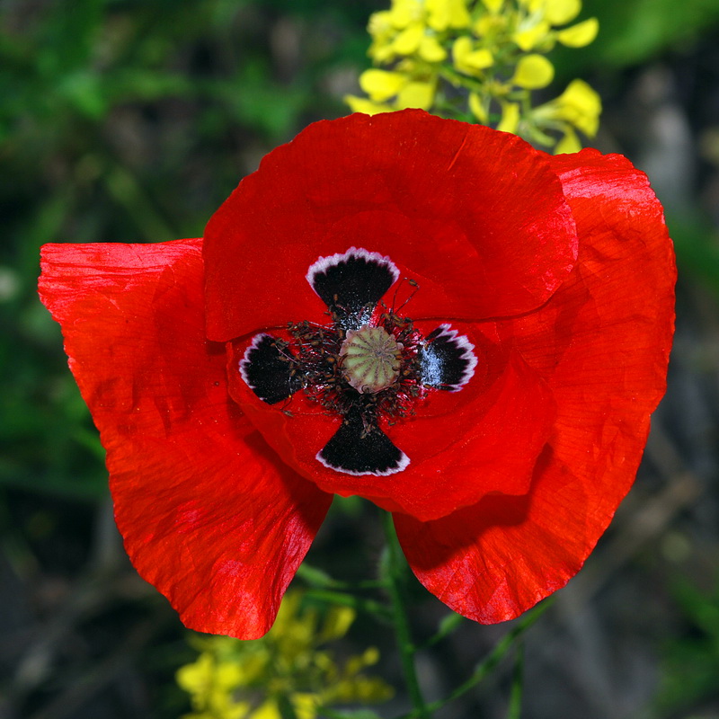 Papaver rhoeas.12