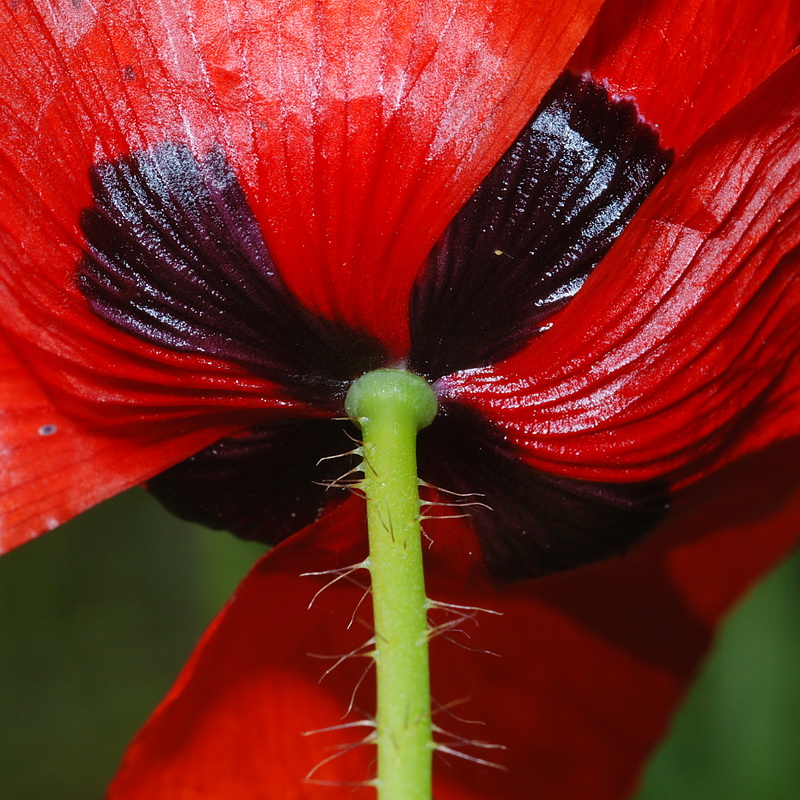 Papaver rhoeas.16