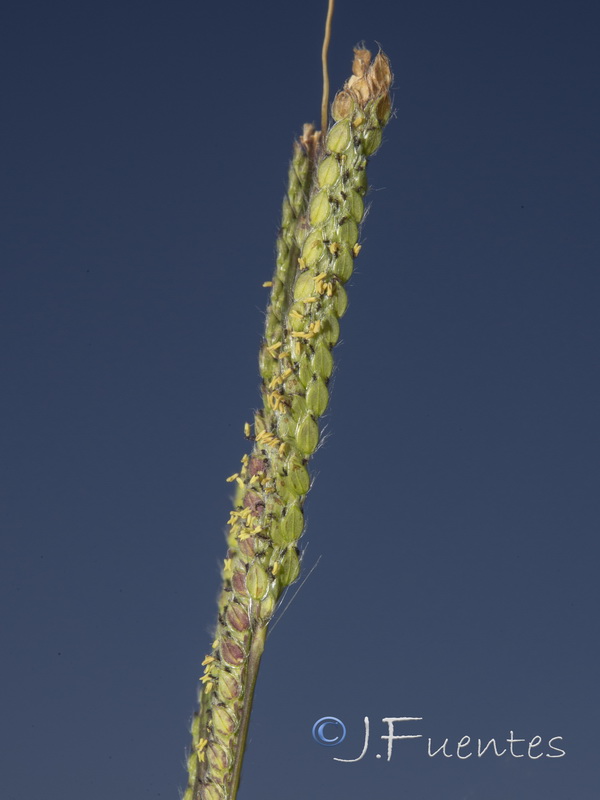 Paspalum urvillei.04