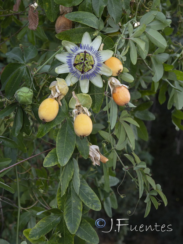 Passiflora caerulea.01