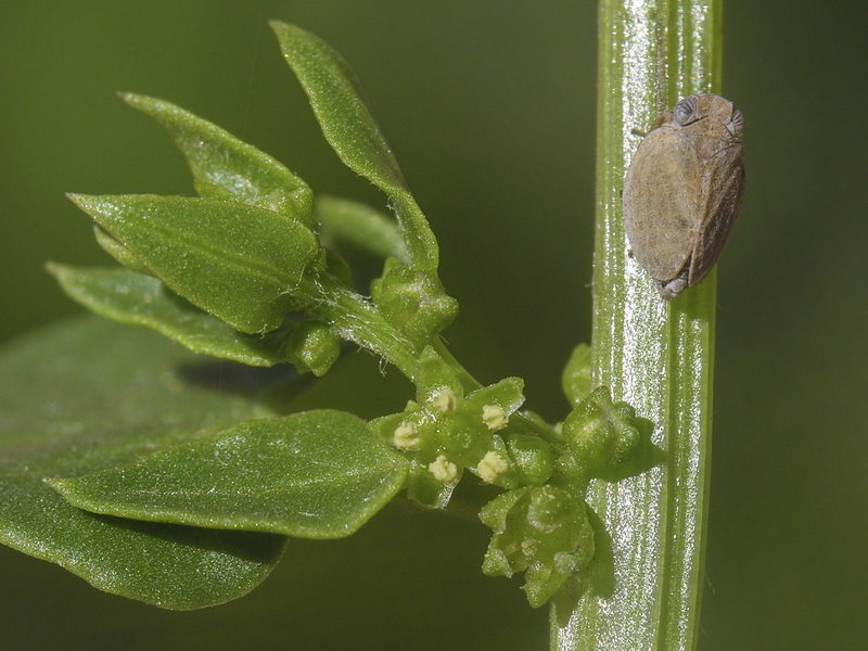 Patellifolia patellaris.16
