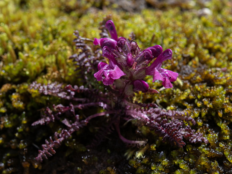 Pedicularis verticillata caespitosa.27