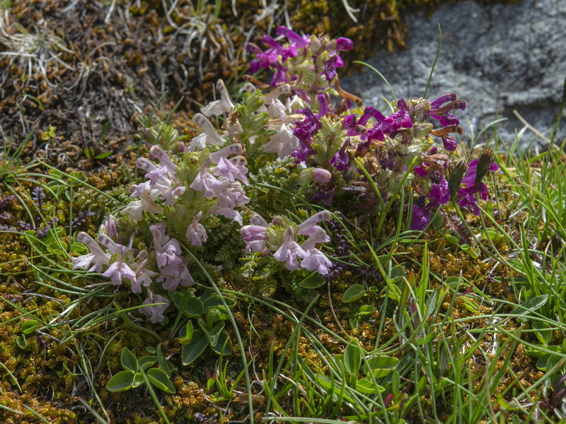 Pedicularis verticillata caespitosa.29