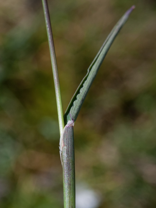 Phleum brachystachyum brachystachyum.09