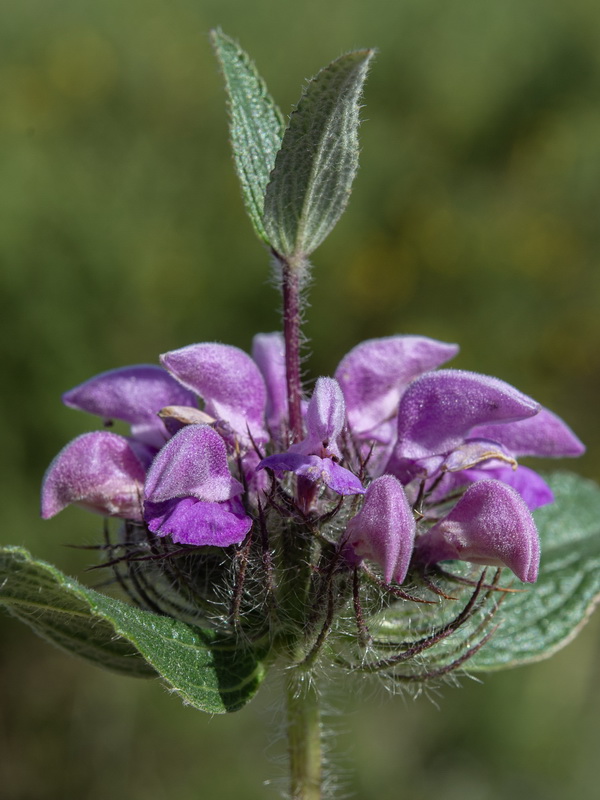 Phlomis herba venti.08