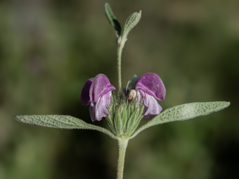 Phlomis herba venti.04