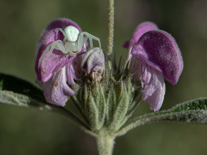 Phlomis herba venti.18