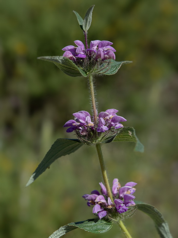 Phlomis herba venti.07