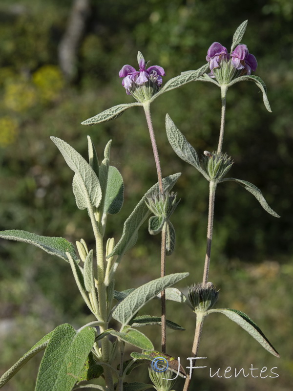 Phlomis purpurea.15