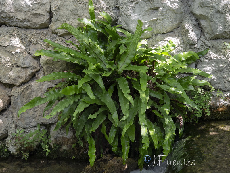 Asplenium scolopendrium.09