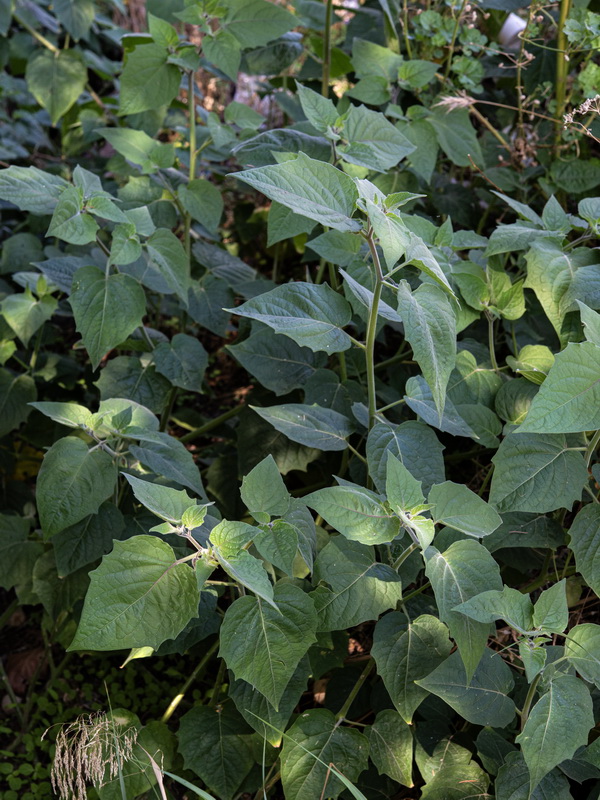 Physalis peruviana.11