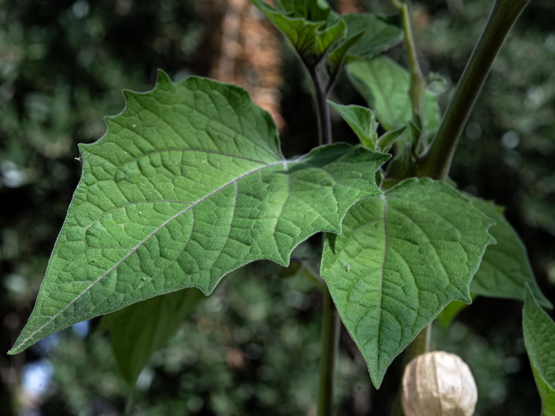 Physalis peruviana.12