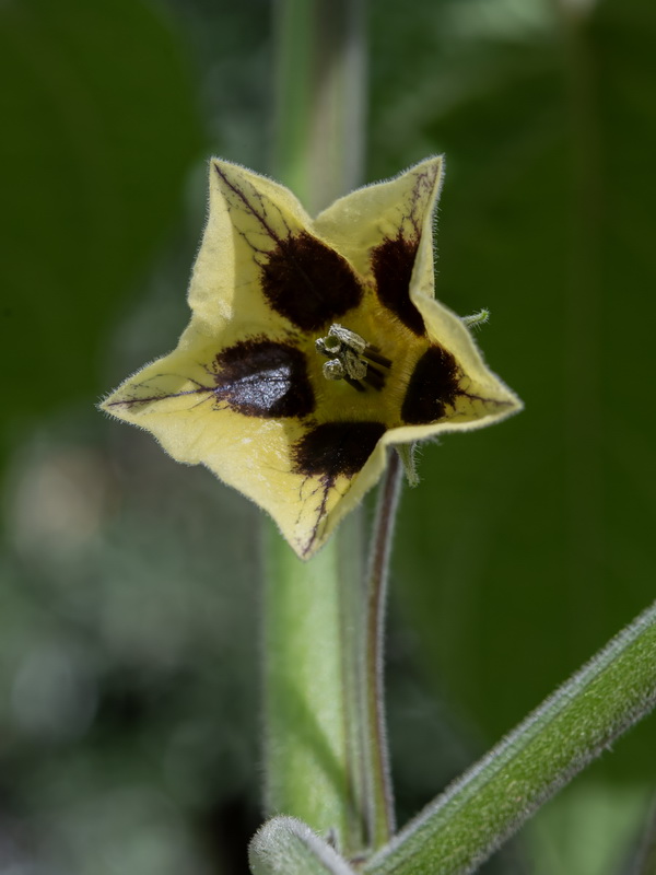 Physalis peruviana.16