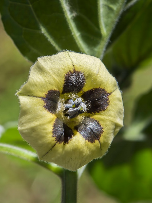 Physalis peruviana.17