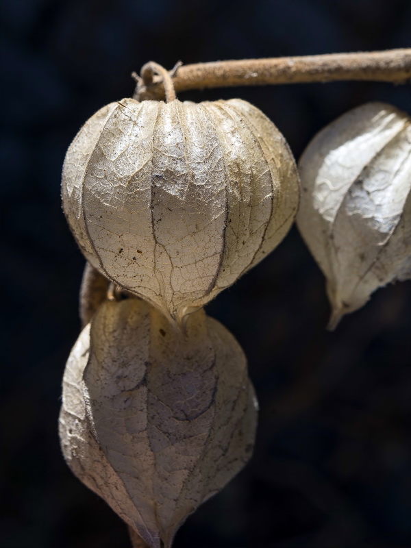 Physalis peruviana.18