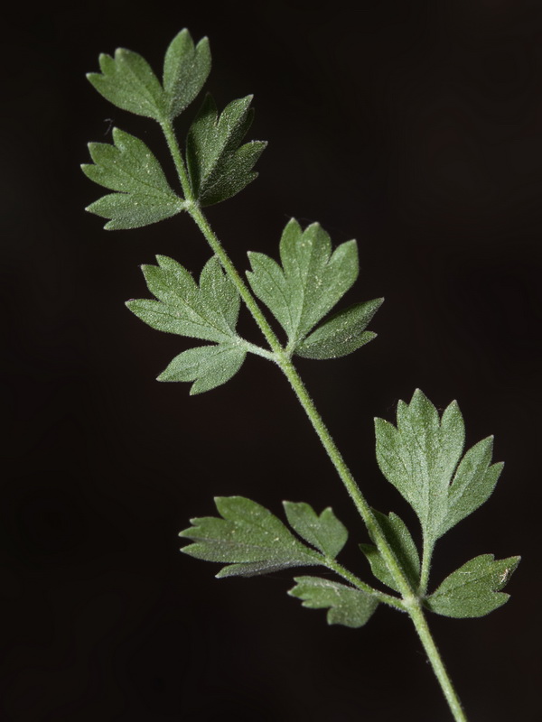 Pimpinella tragium lithophilla.15