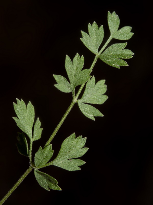 Pimpinella tragium lithophilla.05