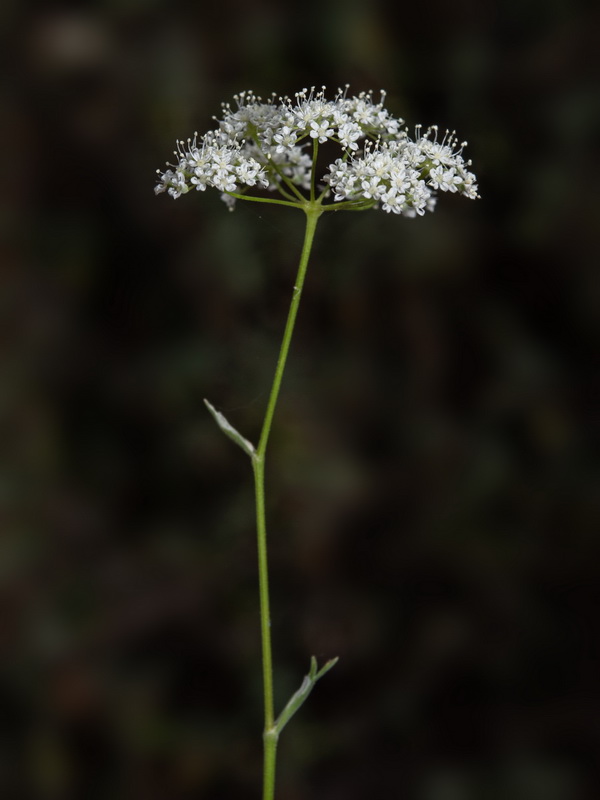 Pimpinella tragium lithophilla.17