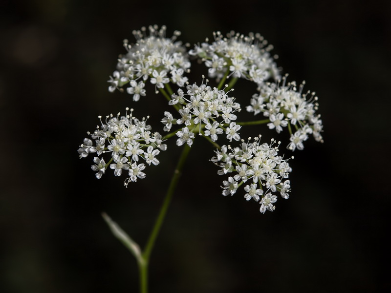 Pimpinella tragium lithophilla.18