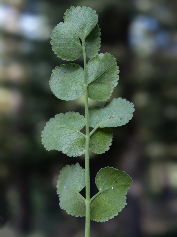 Pimpinella villosa.17