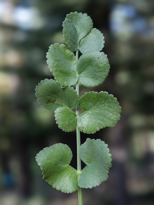 Pimpinella villosa.18