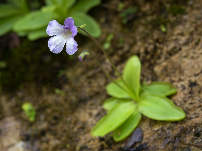 Pinguicula tejedensis.08