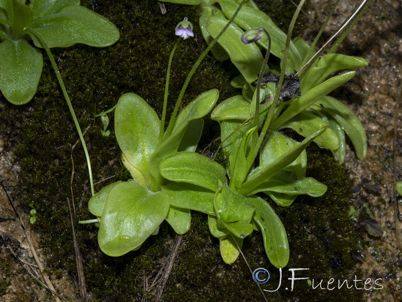 Pinguicula tejedensis.10