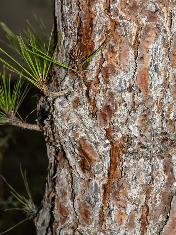 Pinus canariensis.05