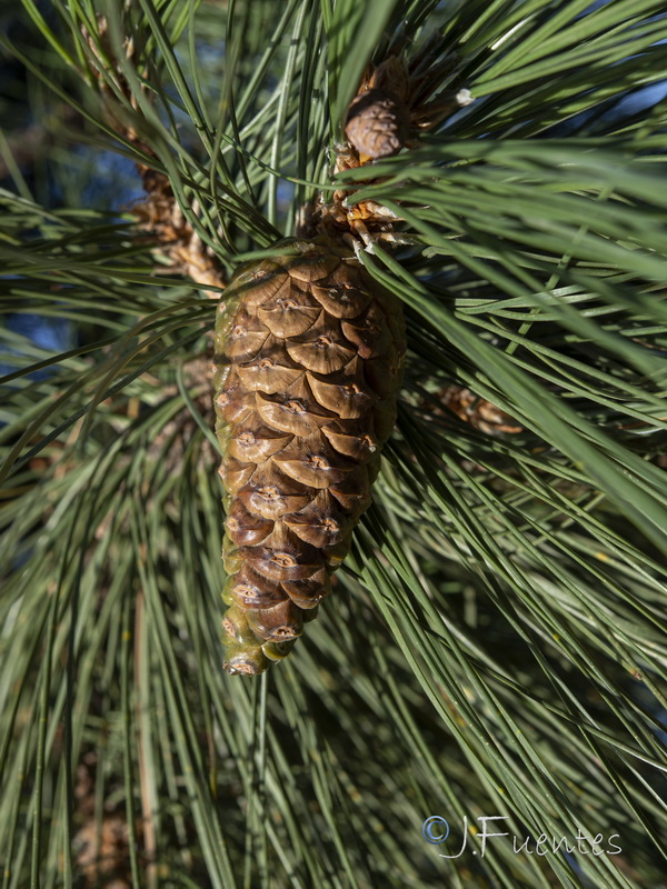 Pinus nigra nigra.22