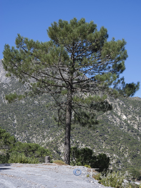 Pinus pinaster.01