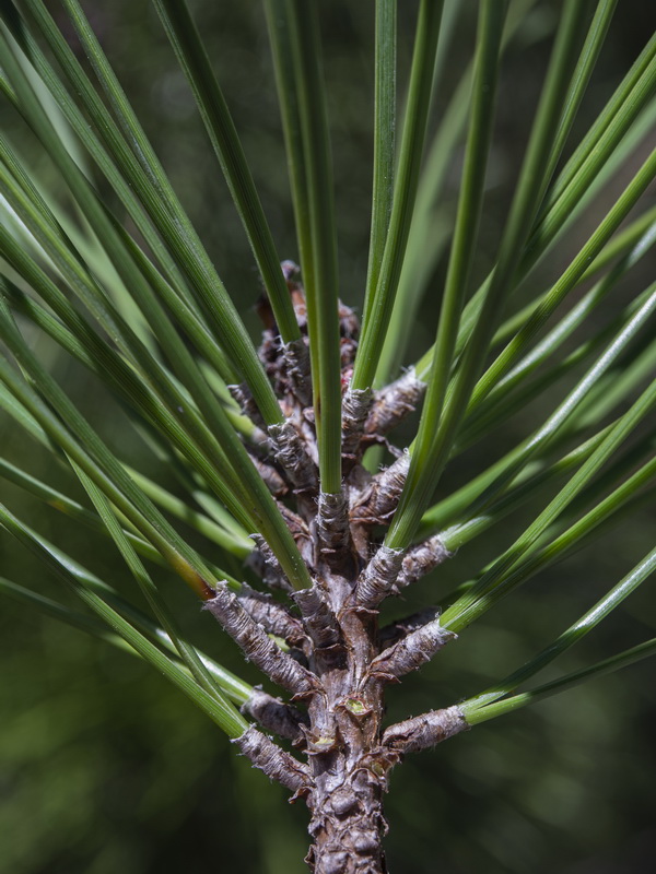 Pinus pinaster.21