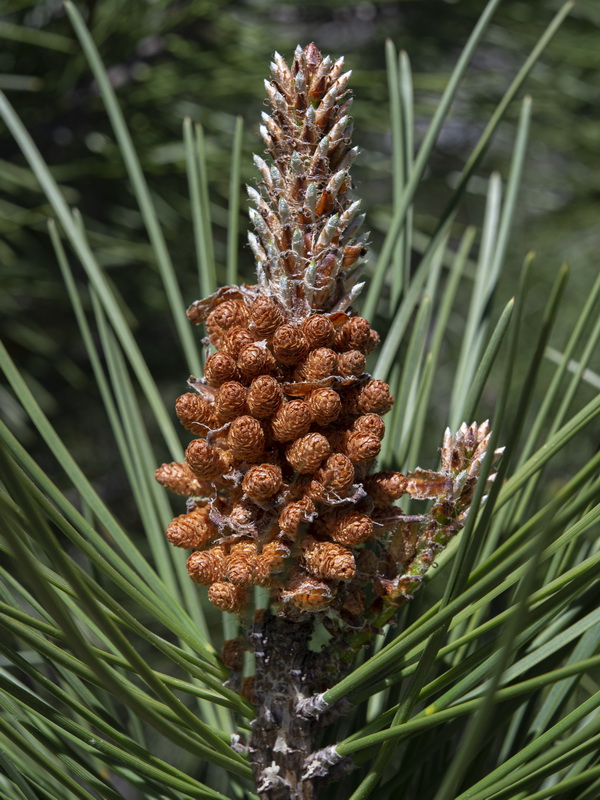 Pinus pinaster.24