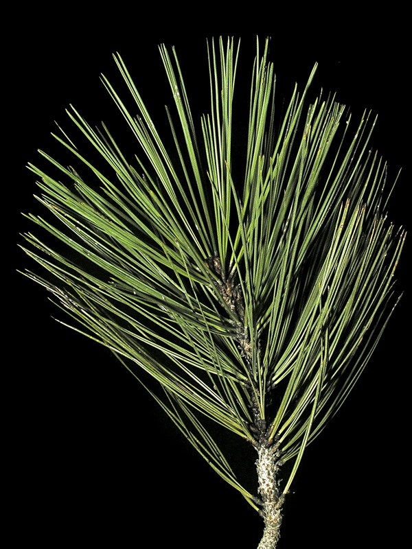 Pinus ponderosa.05