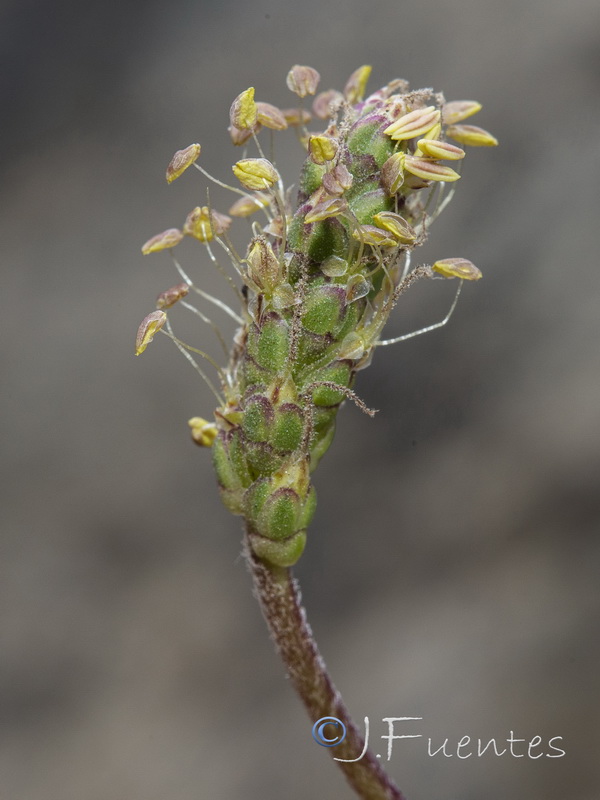 Plantago crassifolia.09