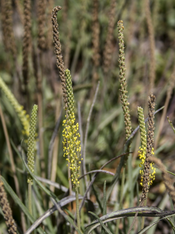 Plantago maritima serpentina.07