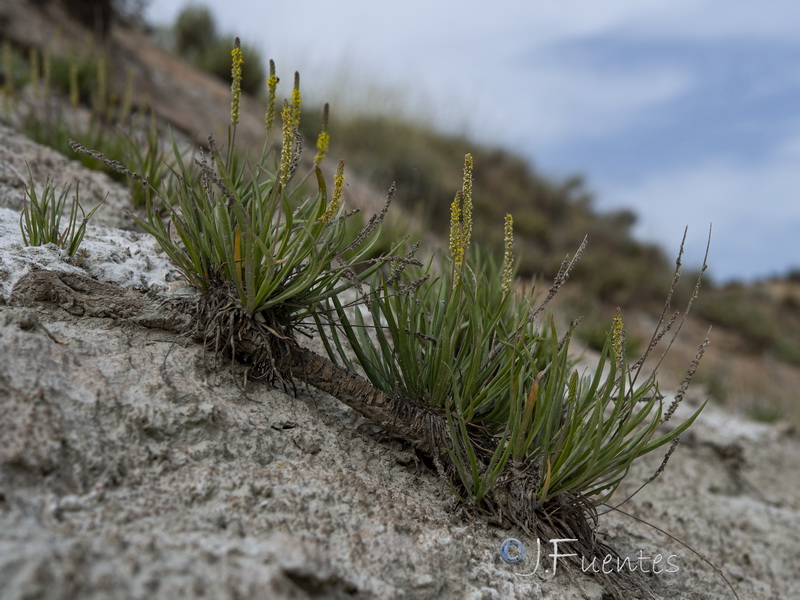 Plantago maritima serpentina.14