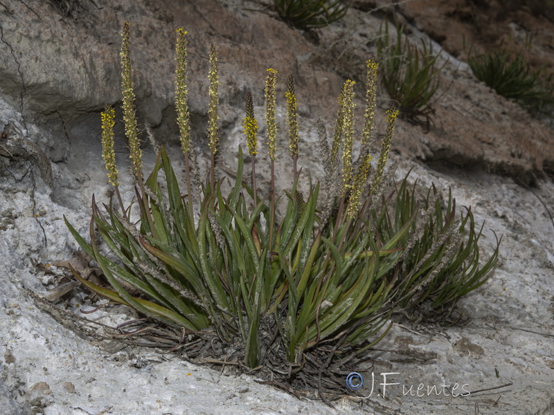 Plantago maritima serpentina.01