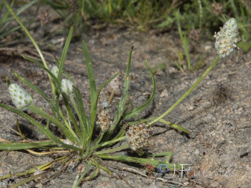 Plantago notata.08