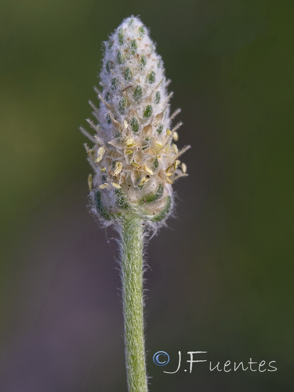 Plantago notata.16