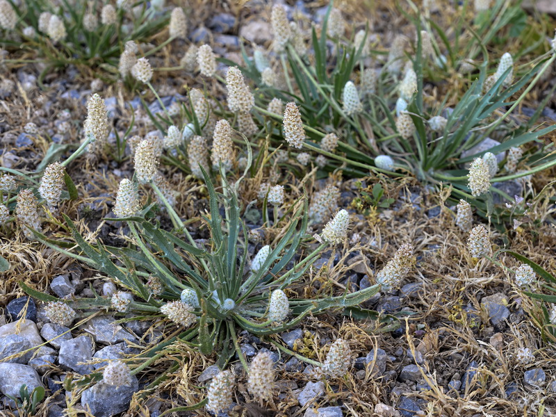 Plantago notata.01