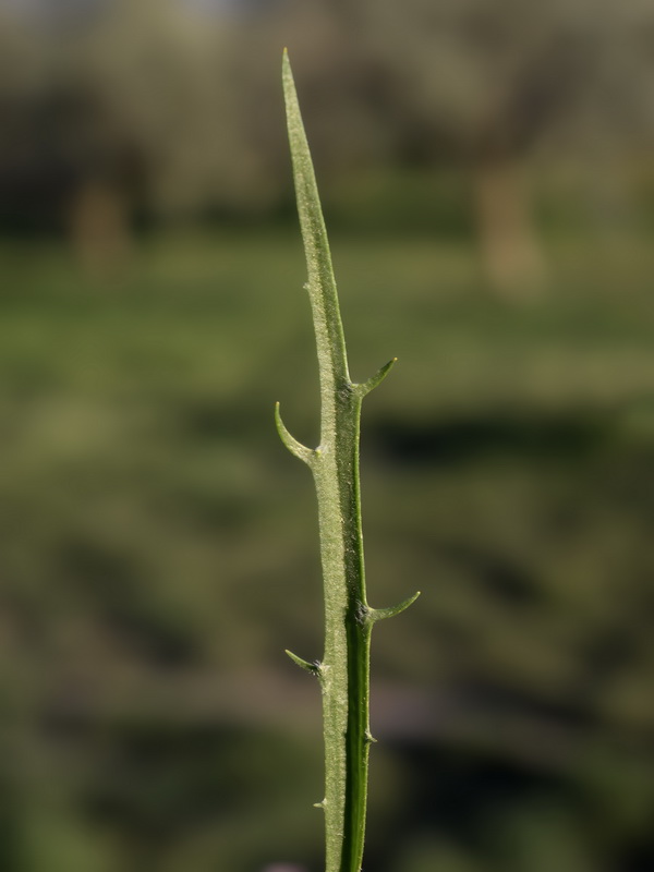 Plantago notata.09